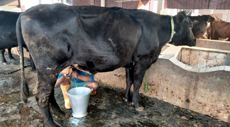 सहकारी मार्फत दुग्ध उत्पादन बृद्धिकालागि १६ करोड अनुदान दिने ( कार्यबिधि सहित )